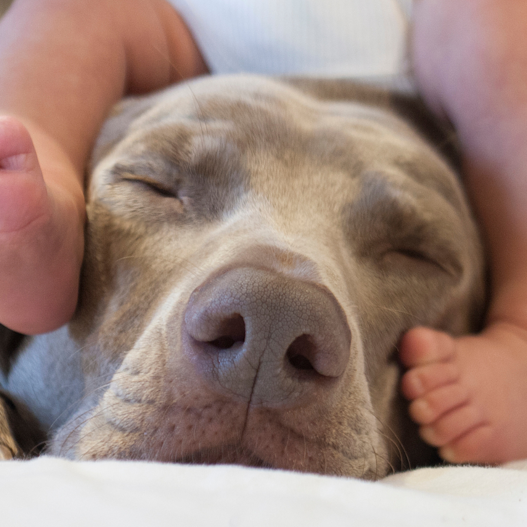 5 RULES TO INTRODUCE A NEWBORN TO YOUR PET
